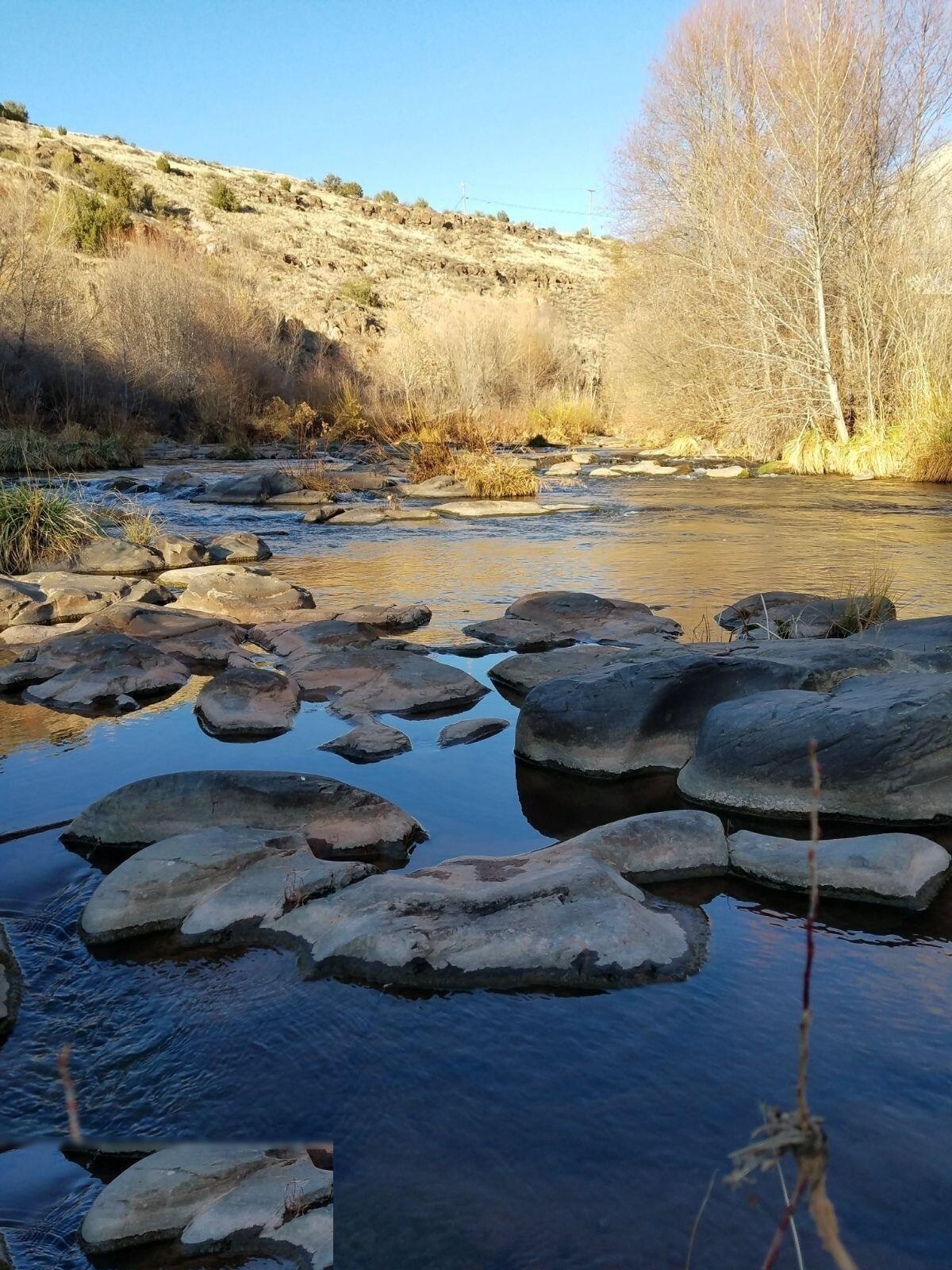 Big Bug Creek with cottonwood trees