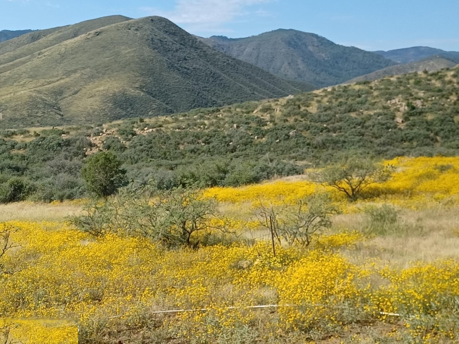Spring wildflowers in meadow