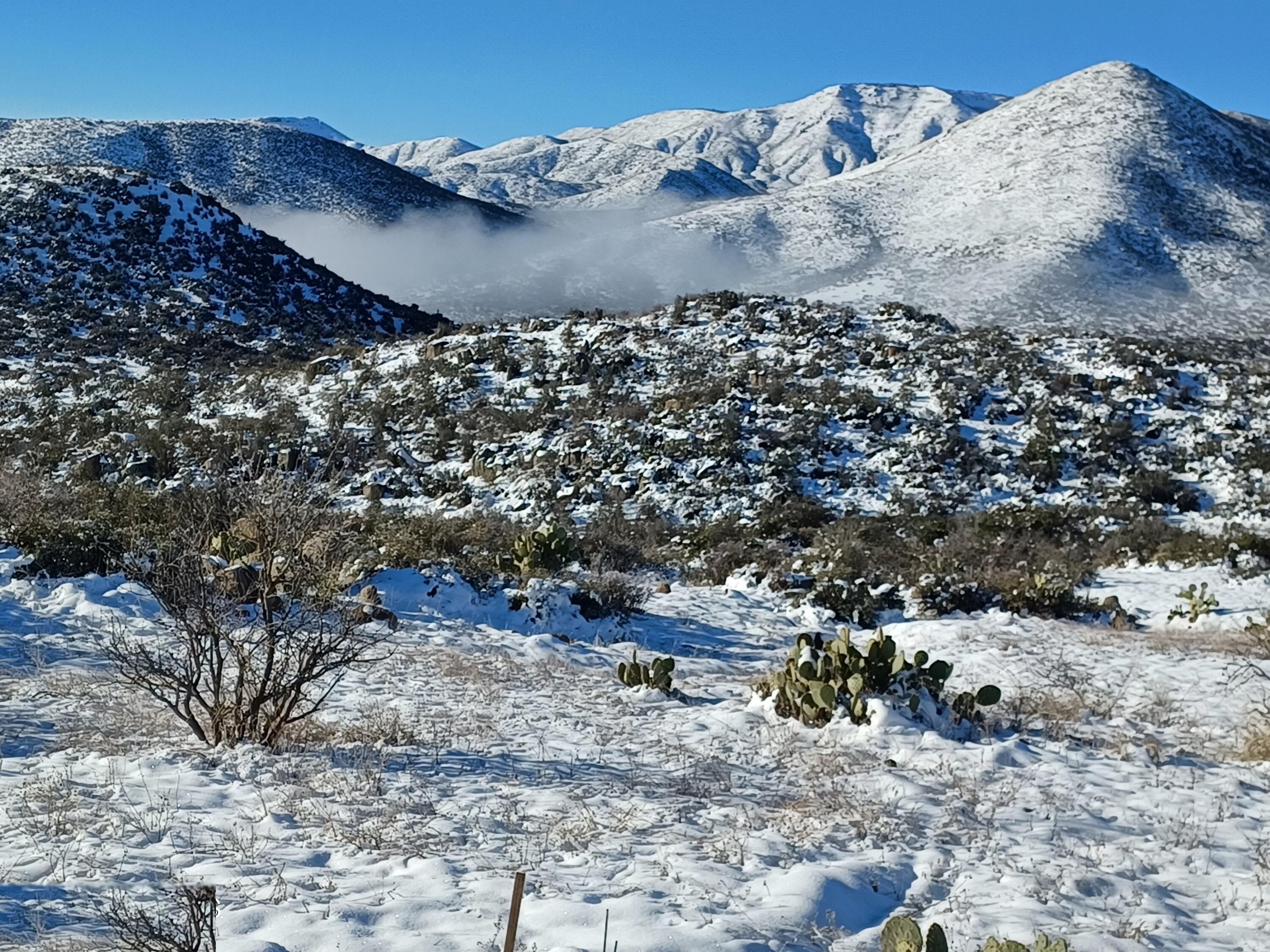 Snow dusting cactus with snow-capped mountain peaks behind